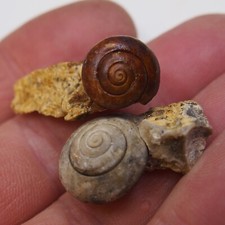 2pcs 11gr Snail Cepaea