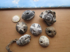 7 versteinerte Seeigel, bzw