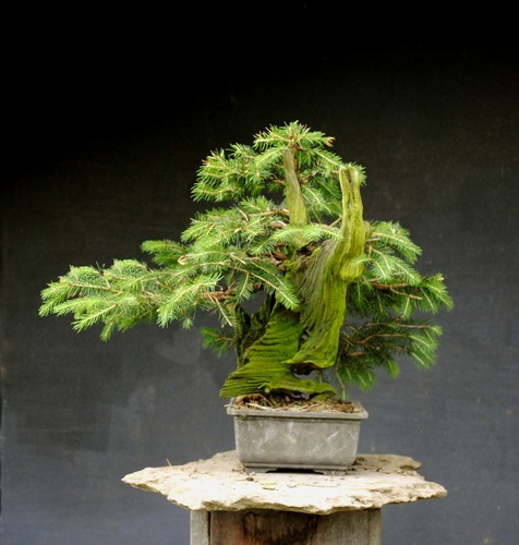 Bonsai outdoor winterhart