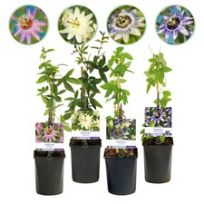 Passionsblume passiflora - -,