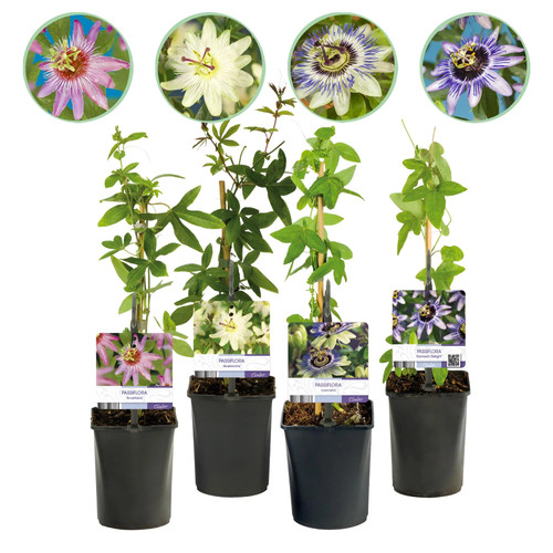 Passionsblume passiflora - passionsblume,