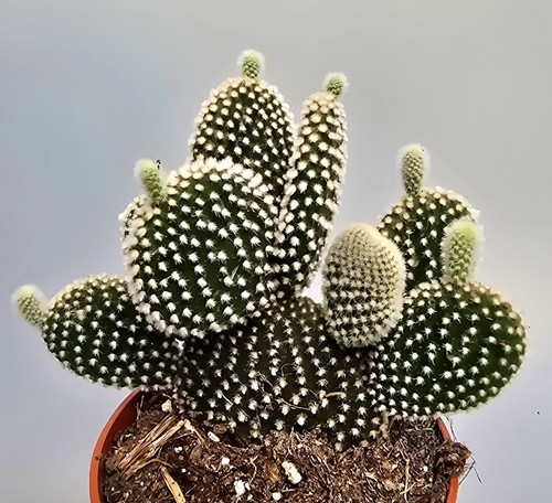 Schöner opuntia microdasys - schöner,