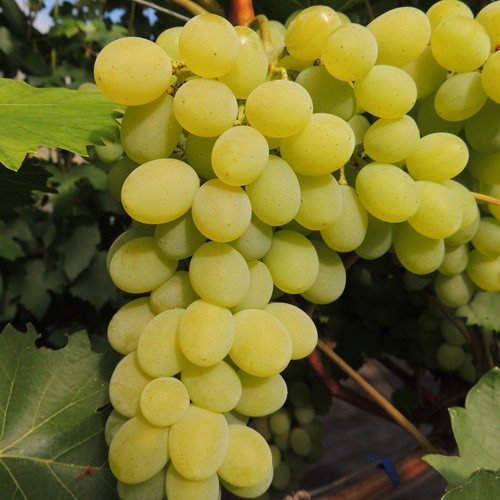 Weinrebe regina große - regina,