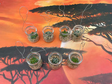 7x Deko Terrarium im Glas