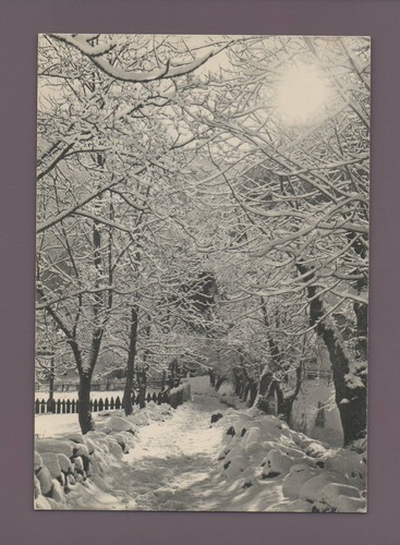 Ennebelte unterholzlandschaft - ennebelte,