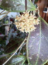 Hoya rintzii borneo wachsblume - hoya,