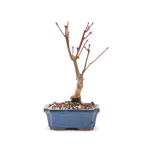 Bonsai fächer ahorn acer - bonsai, fächer-ahorn