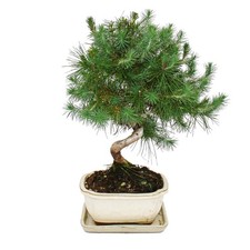 Bonsai - Pinus halepensis -
