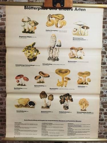 Schulwandkarte pilz lehrtafel - pilz,