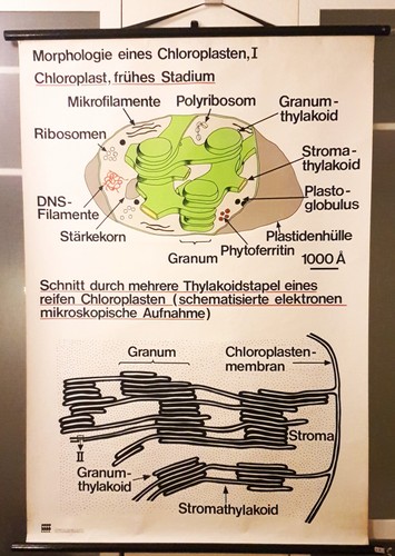 Alte schulkarte wandkarte - schulkarte,