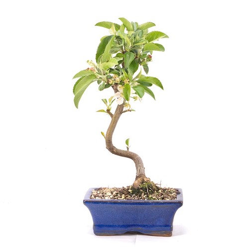 Bonsai zierapfel malus - 'malus, spec.'