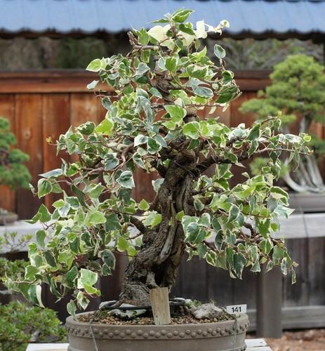 Samen bonsai efeu i - -,