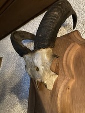 Mufflon Widder Schädel