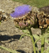 Zierartischocke cynara - zierartischocke,