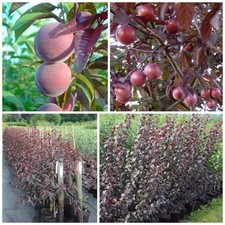 Trailblazer Blutpflaume /