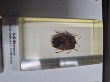 Schildwanze Mini Biester In