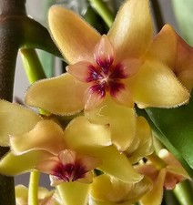 heavenly HOYA Hoya diptera