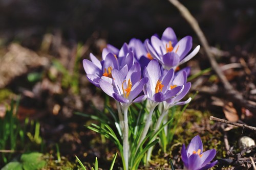 Krokus violett frische - krokus,
