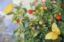 Marianne North Laub Blumen