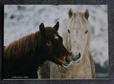 Postkarte Island Pony,Isländer,Isi,Pferd,Pferde,Pferdepostkarte,AK,Ansichtskarte