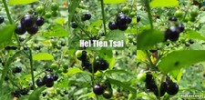Hei Tien Tsai - seltene Obstpflanze aus Afrika - Samen