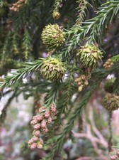 Sicheltanne cryptomeria - sicheltanne,