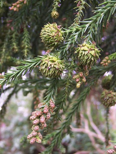 Sicheltanne cryptomeria - sicheltanne,