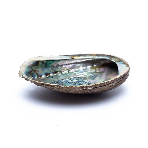 Grüne abalone räucherschale - abalone,