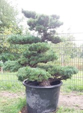 Gartenbonsai, Niwaki