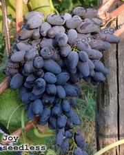 kernlose  Weintraube Weinrebe