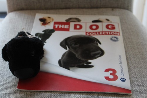 Labrador retriever - 3,