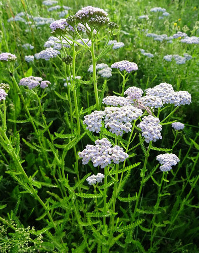 000 samen achillea - 50.000,