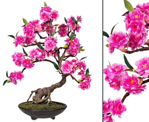 Rosa blühender bonsai - blühender,