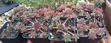 4 Stück Sempervivum schwarze