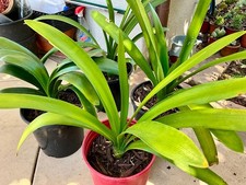 1 Live- Mature Clivia Miniata