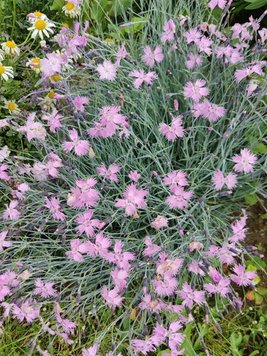Pfingstnelke dianthus - pfingstnelke, (dianthus