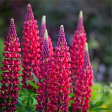 Lupine 'THE PAGES' 40 Samen