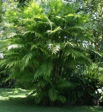 SAMEN Zimmerpflanze Palme Zimmer-Baum  Winter-Garten Pacaya-Palme frische Samen