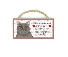  Britisch Kurzhaar Haustier