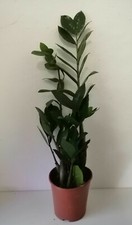 @//(◕‿◕)\@ Zamioculcas - Glücksfeder ( im Topf 14 cm Ø Höhe ca 50-60 cm ) !