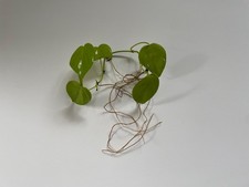 Philodendron Lemon Lime Ableger bewurzelt