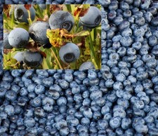 Samen von der echten Wald-HEIDELBEERE, gesundes Obst im eigenen Garten, lecker