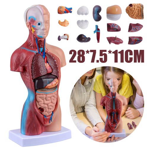 Torso körpermodell anatomie - torso,