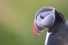 Poster Papageitaucher 60x40cm