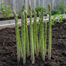 Spargel pflanzen lila - spargel,