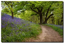 BLUEBELL'S IN THE WOODS - 18"