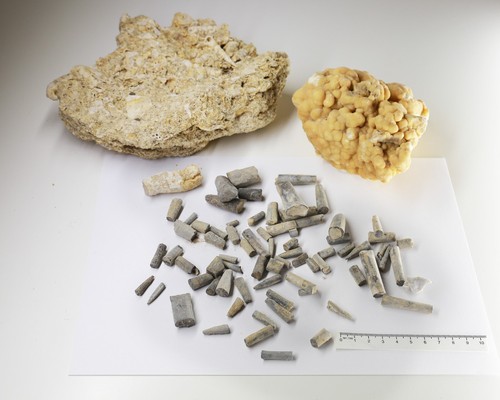 Konvolut fossilien - konvolut,