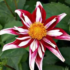 Sale468 Dahlie Fashion Monger Roter Stern Dahlia 10 Samen