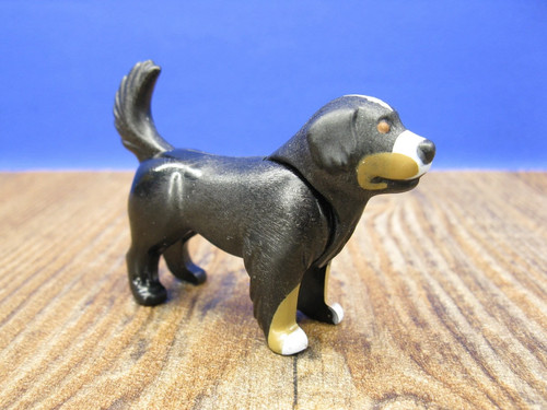Berner sennenhund tiere hund - sennenhund,