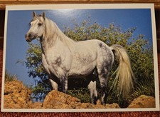 Pferdepostkarte, AK Pferde, Pferdepostkarten Harenberg Araber Berber Kadouz●